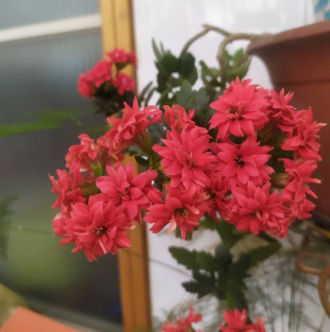 长寿花花开过后怎么弄？有2个选择，越养越多好划算！