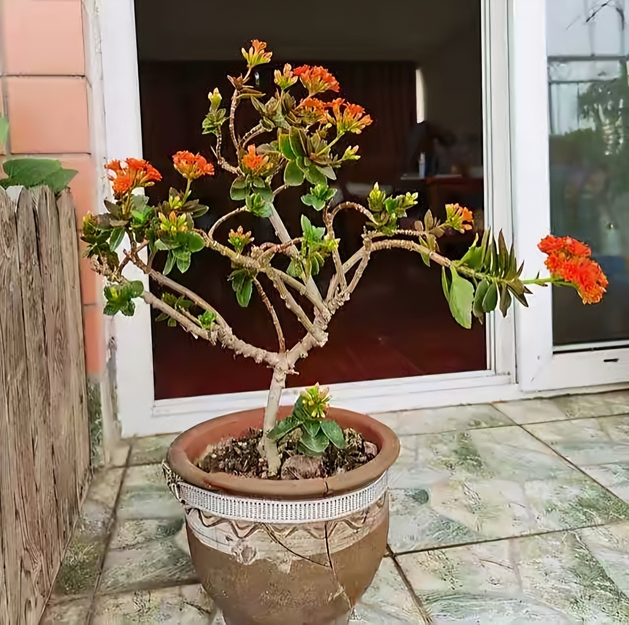 长寿花开完该怎么做?有2个选择,越养越多好划算,变霸气老桩