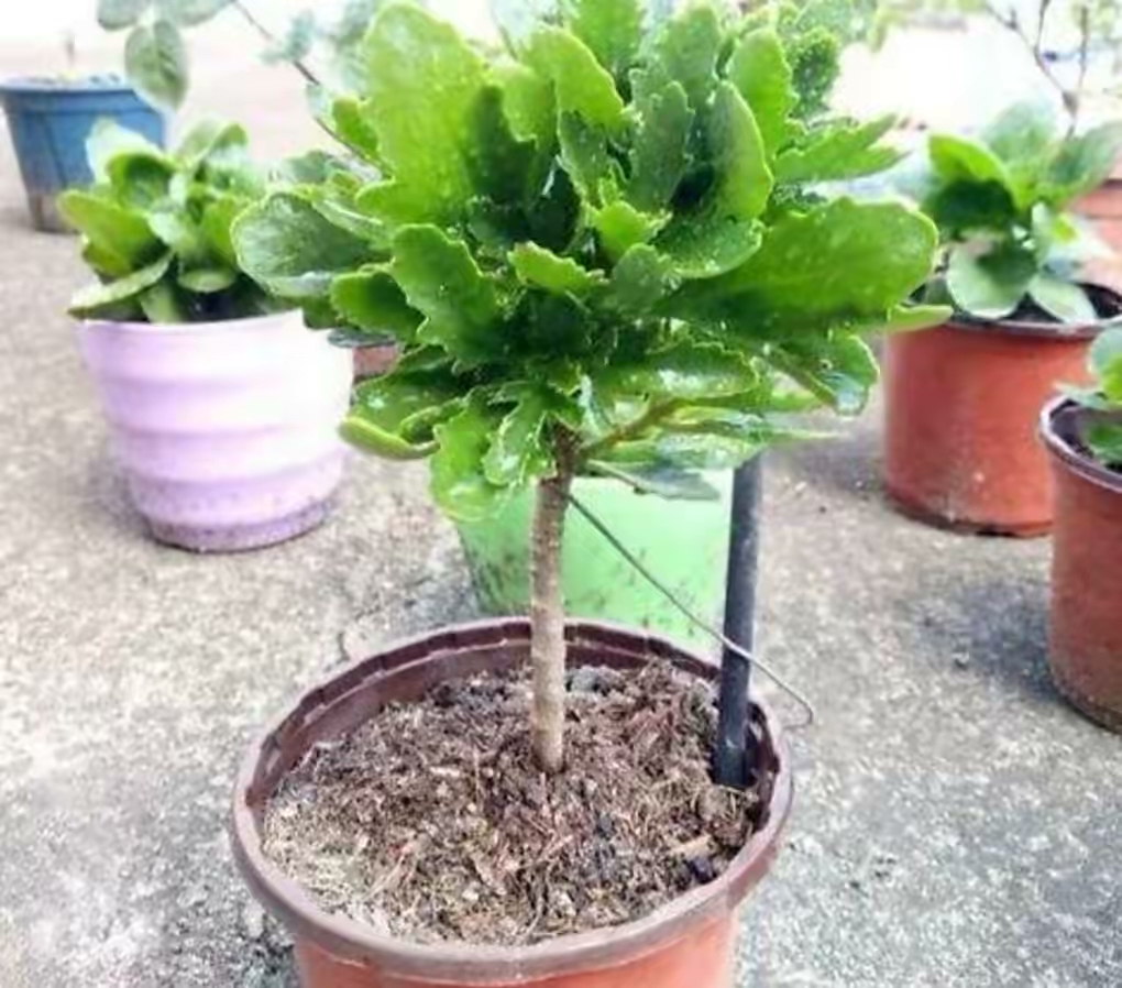 长寿花开完该怎么做?有2个选择,越养越多好划算,变霸气老桩