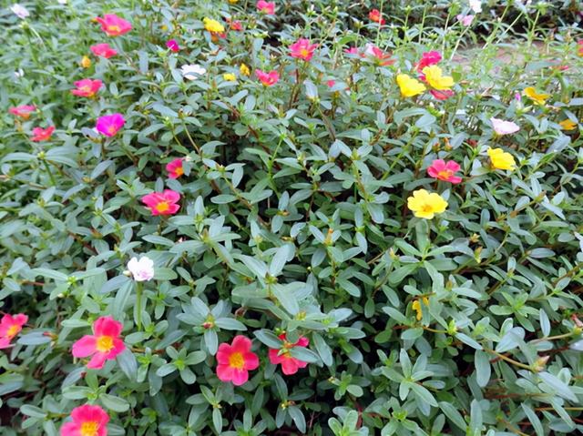 皱菊花图片 花语（皱菊花图片权志龙）