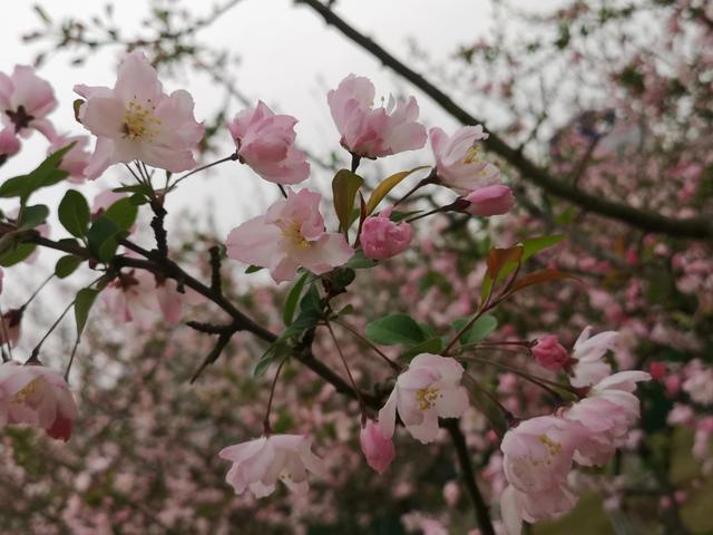 以琳自闭症学校官网（以琳自闭症康复机构地址）