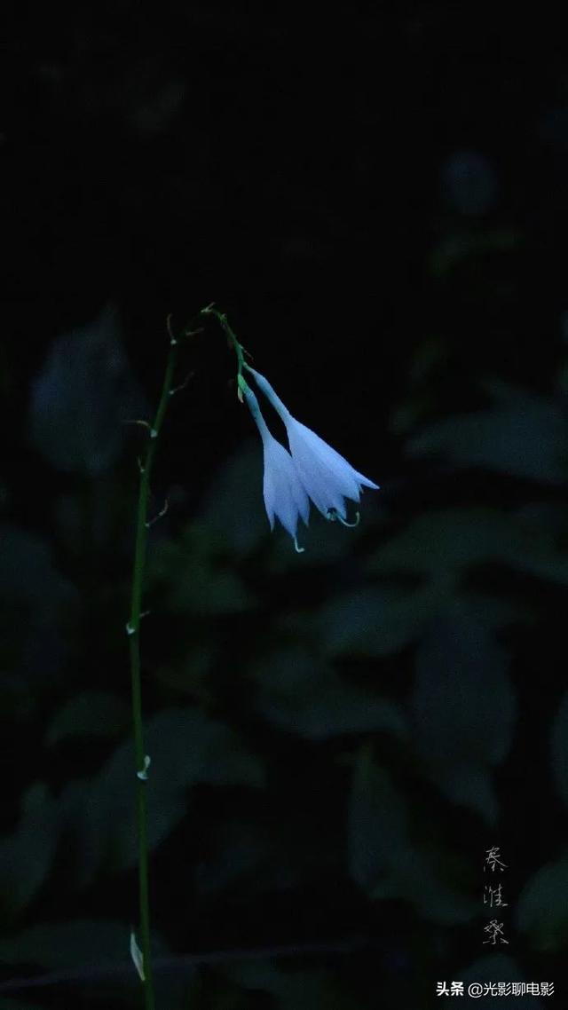 玉簪子花图片（白玉簪花什么样子的）