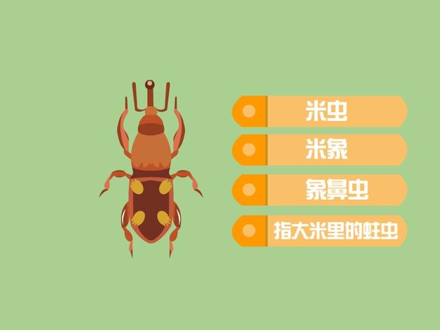 小虫米子电视剧（小虫米子虫姐是谁）