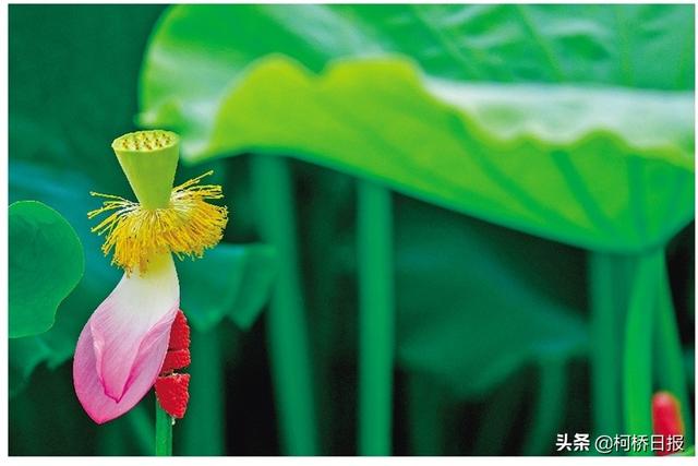 莲灿是什么牌子（莲灿属于什么档次）