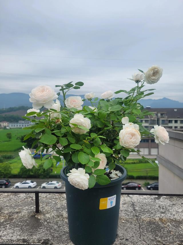 伊芙丽（伊芙系列月季）