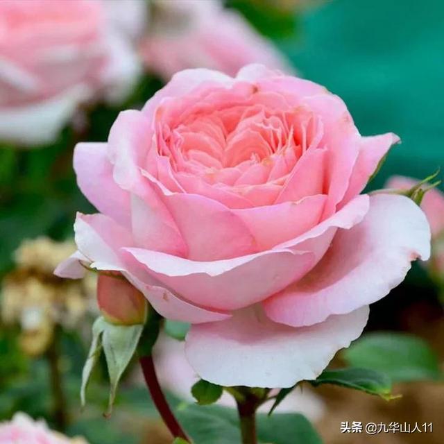 蝶曼妮兰内衣（曼蝶莉内衣是几线品牌）