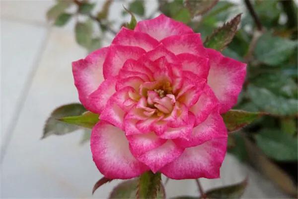 花木马moku花木马品牌a官网（花木马品牌）