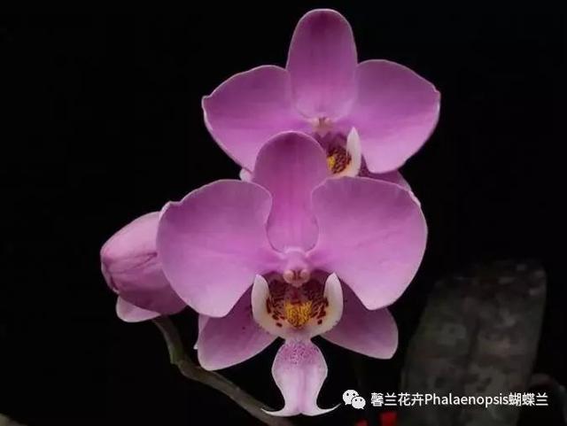 洋红色和玫红色的图片（洋红色是什么颜色的衣服）