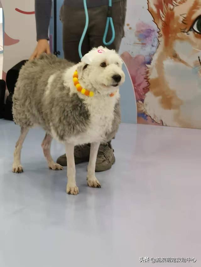 古牧为什么是禁养犬，古牧犬图片造型？