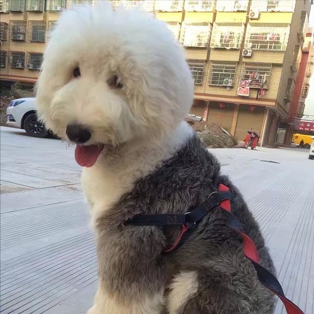 古牧犬适合家养吗，古牧犬的简介？