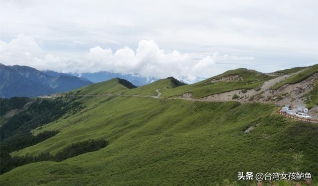 大舜皇山刺儿茶哪里买（大舜皇山刺儿茶饮）