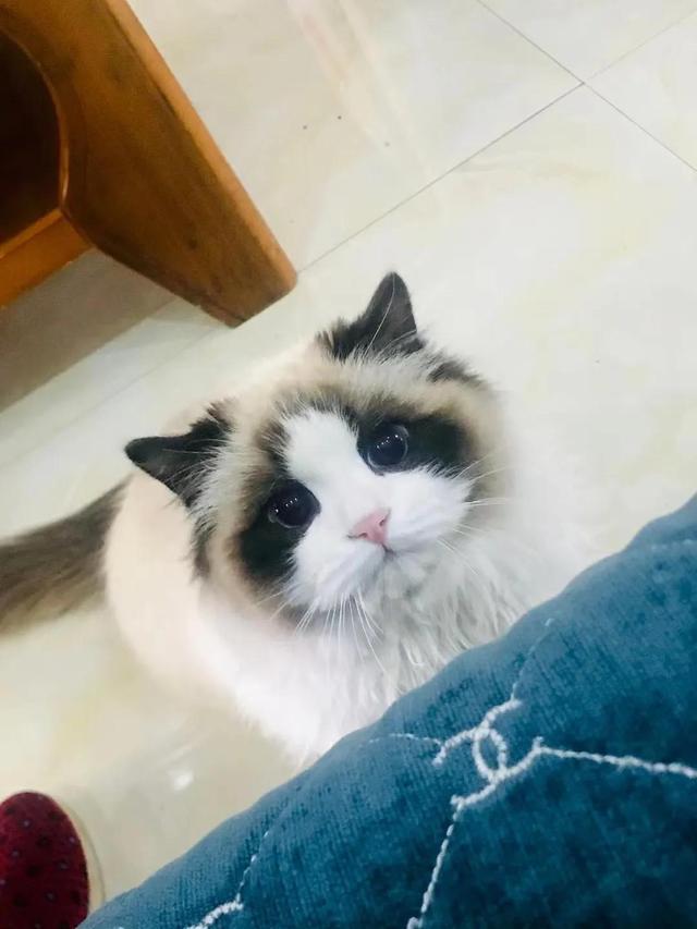 猫传腹441为什么那么贵（猫传腹441什么牌子）