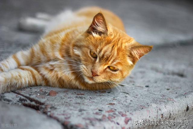 猫传腹是被吓出来的病吗（猫被吓到会得猫传腹吗）