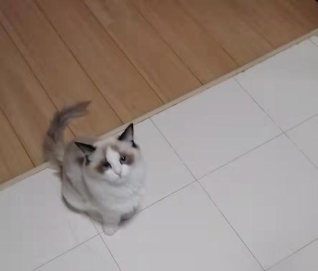 猫应激反应几天传腹（猫咪应激后多久会得传腹）