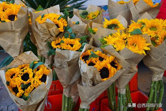 南京什么地方卖水仙花（南京仙林花鸟市场在哪里）