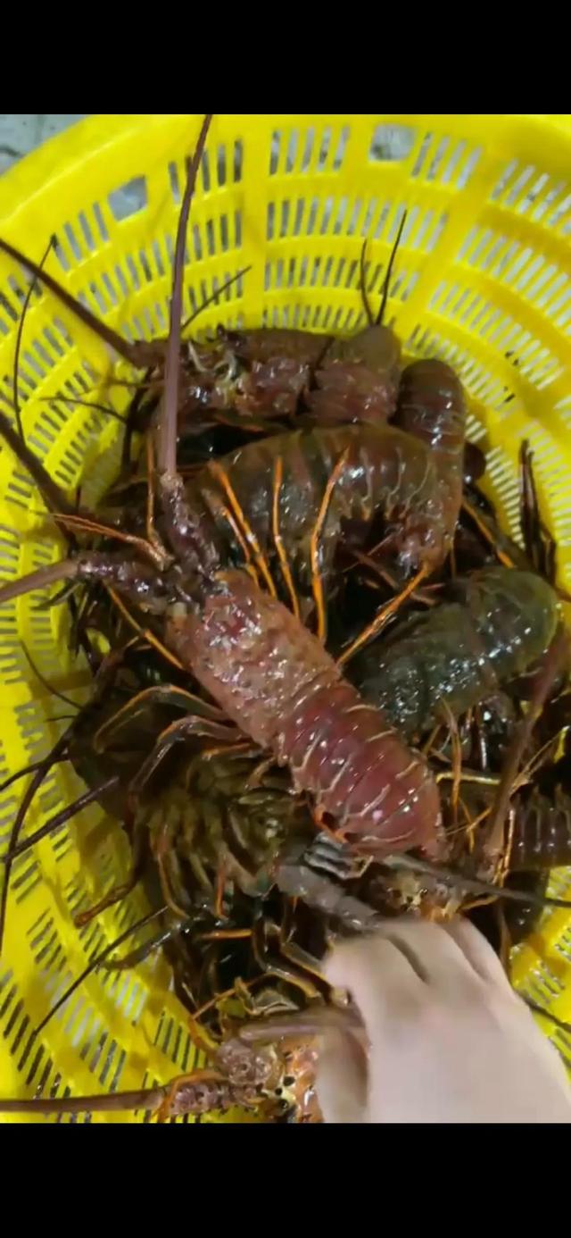 想开个海鲜店进货渠道怎么选（想开个海鲜店进货渠道联系方式）