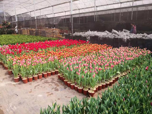 南京仙林最大的花市场地点（南京仙林附近的花店）
