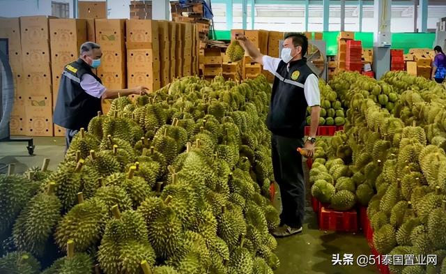 泰国榴莲批发市场进货渠道有哪些（泰国榴莲批发市场进货渠道图片）