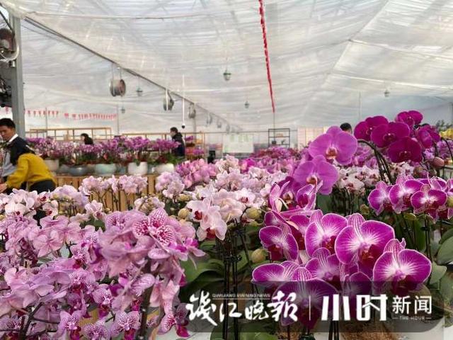 花卉批发市场进货渠道地址在哪里（花卉批发市场进货渠道地址电话）