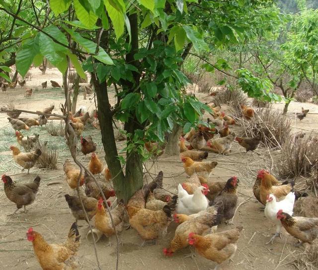 鸡场批发鸡多少钱一斤红毛鸡下蛋鸡，红毛公鸡市场多少钱一斤？