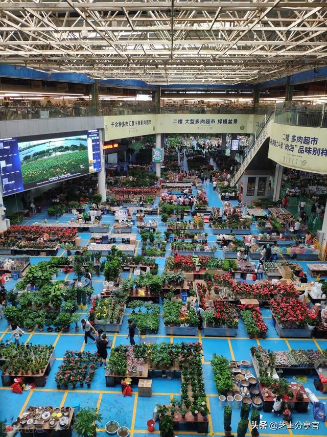 昆明鲜花批发市场地址，昆明鲜花批发市场地址电话？
