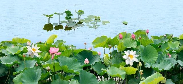 水生植物批发种植基地，水生植物批发种植基地成都？