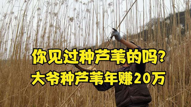 供应批发芦苇种苗厂家，供应批发芦苇种苗厂家电话？