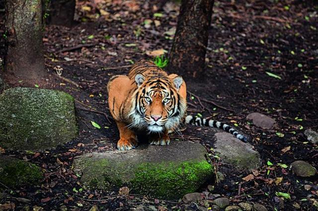 三只老虎被野猪套勒死，为何总被野猪陷阱“误杀”？野猪套有多狠