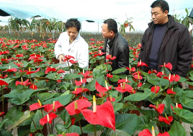 批发花卉去哪里进货，批发花卉去哪里进货北京？