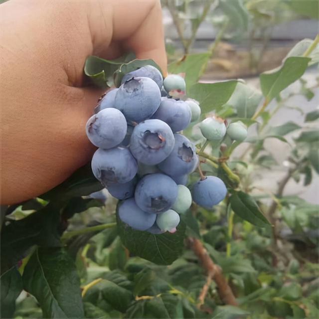 蓝莓苗批发电话，蓝莓种苗批发？