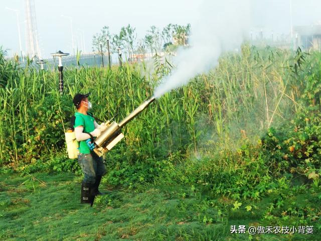 芦苇苗报价，供应批发芦苇种苗厂？