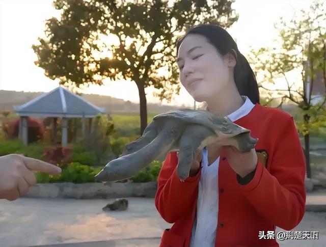 甲鱼苗多少钱一只_，甲鱼鱼苗多少钱一只？
