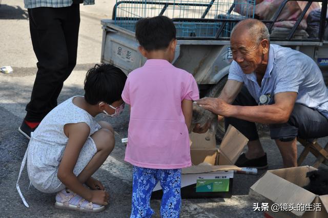 买小狗10元一只小型的，批发买小狗10元一只