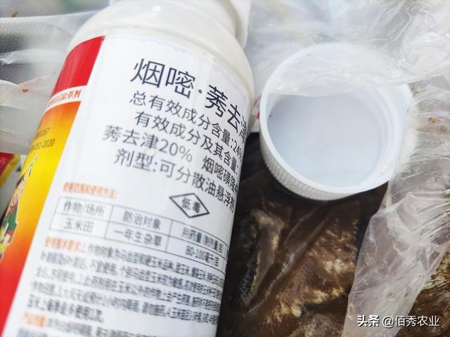 供应批发芦苇种苗厂家直销，供应批发芦苇种苗厂家联系电话