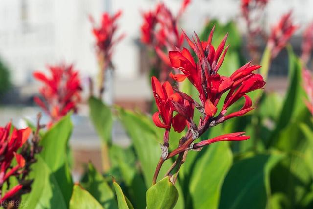 水生植物批发种植基地，水生植物批发种植基地成都？