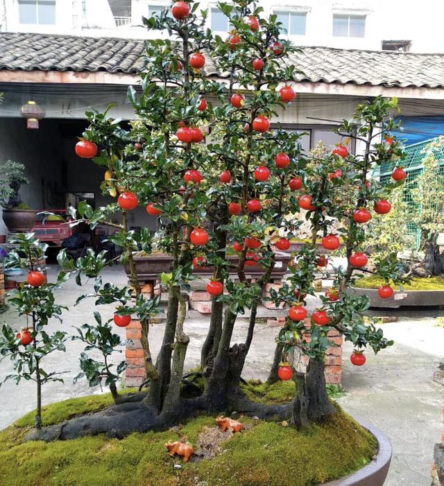 金弹子盆景批发基地哪里有，金弹子盆景基地批发价格？