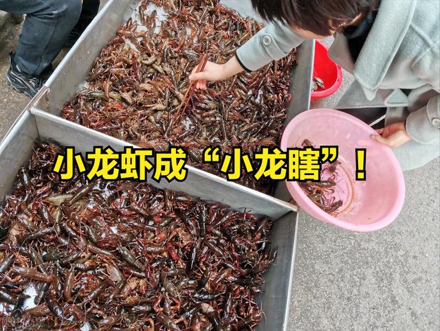 四川龙虾价格，成品龙虾批发价钱一斤？