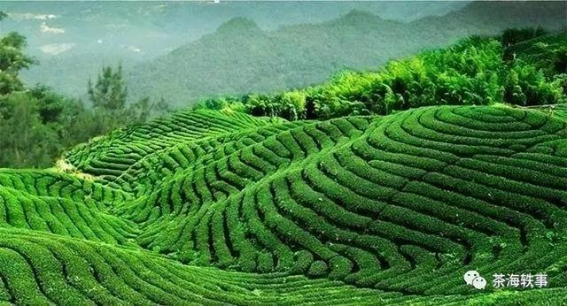 绿茶批发市场在哪里，绿茶批发市场在哪里最好？