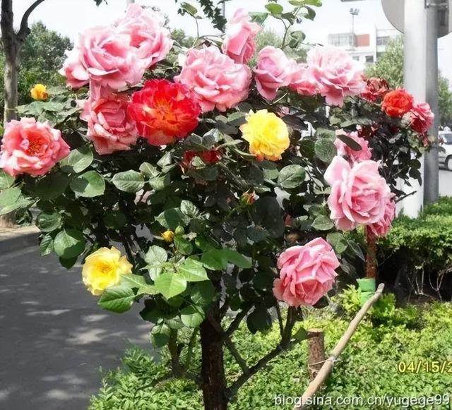 哪里批发月季苗桂林，桂林月季种植基地？