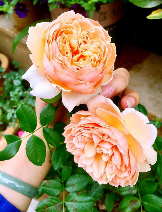 哪里有月季花苗批发的，哪里有月季花苗批发的地方？