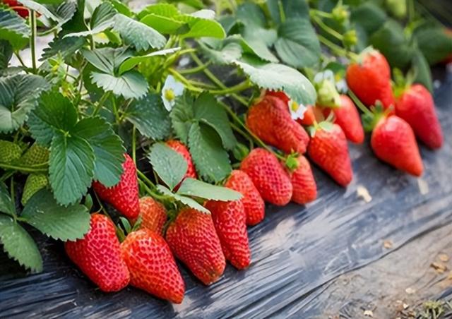 襄阳草莓苗批发市场，汉中草莓苗批发市场？