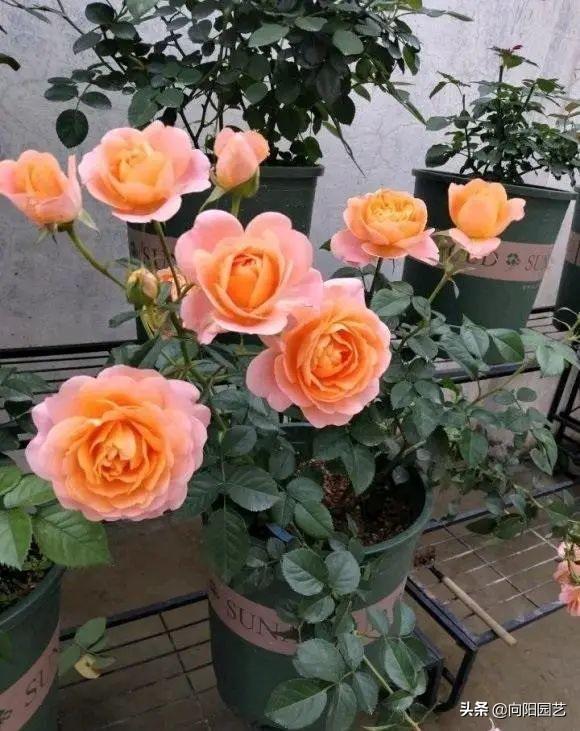哪里有月季花苗批发的市场，哪里有月季花苗卖？