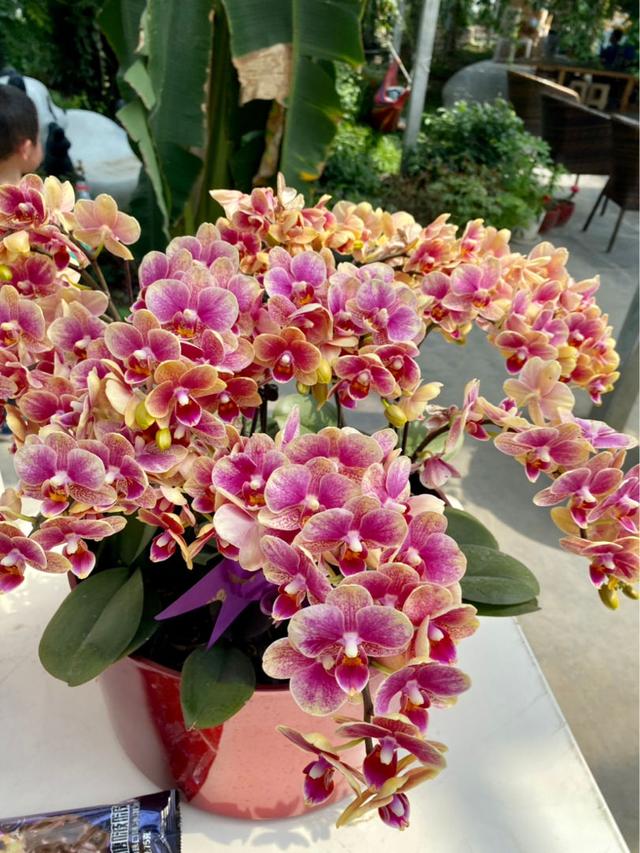 批发花卉去哪里进货，批发花卉去哪里进货北京？