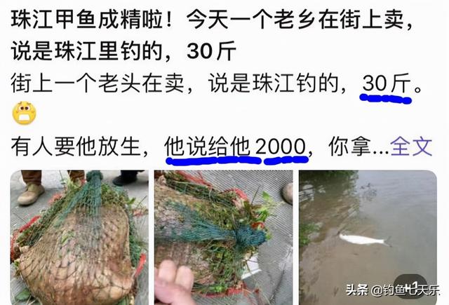甲鱼批发网，甲鱼批发商？