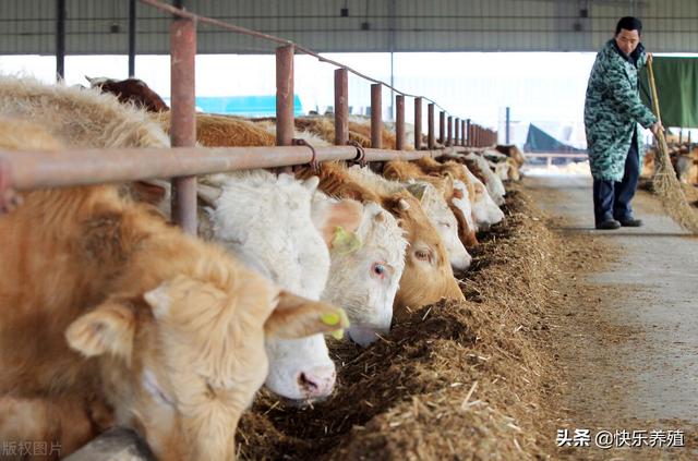 牛苗批发基地_牛苗出售_湖南鲁西黄牛肉牛苗批发价格，河南黄牛肉牛苗批发？