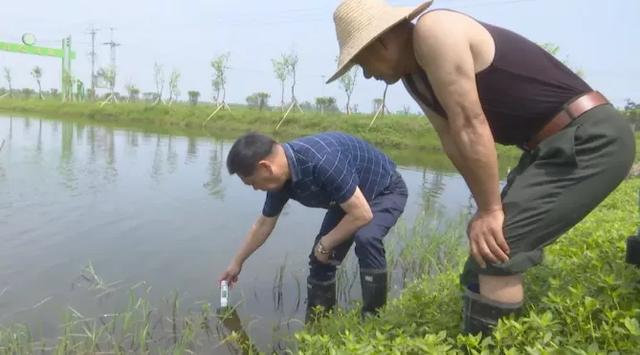 龙虾苗批发虾苗基地，虾苗批发价格？