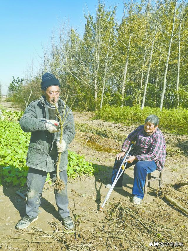 果树苗批发基地三年苗各种苗大全樱花，果树苗批发基地三年苗各种苗大全广西灵山？