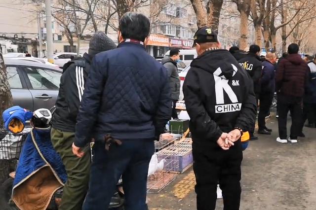 鸽子批发15一只地址是哪里，鸽子15元一只在哪个平台？