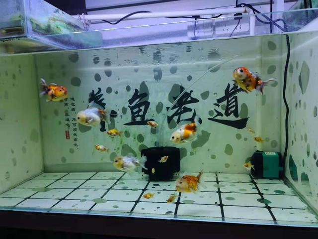 新手开水族店怎么进货视频讲解，新手开水族店怎么进货视频教学？