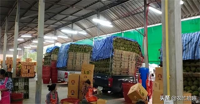 泰国榴莲批发市场进货渠道，泰国榴莲批发市场进货渠道图片？